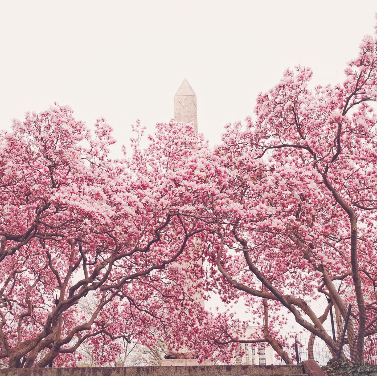 Spring - Central Park