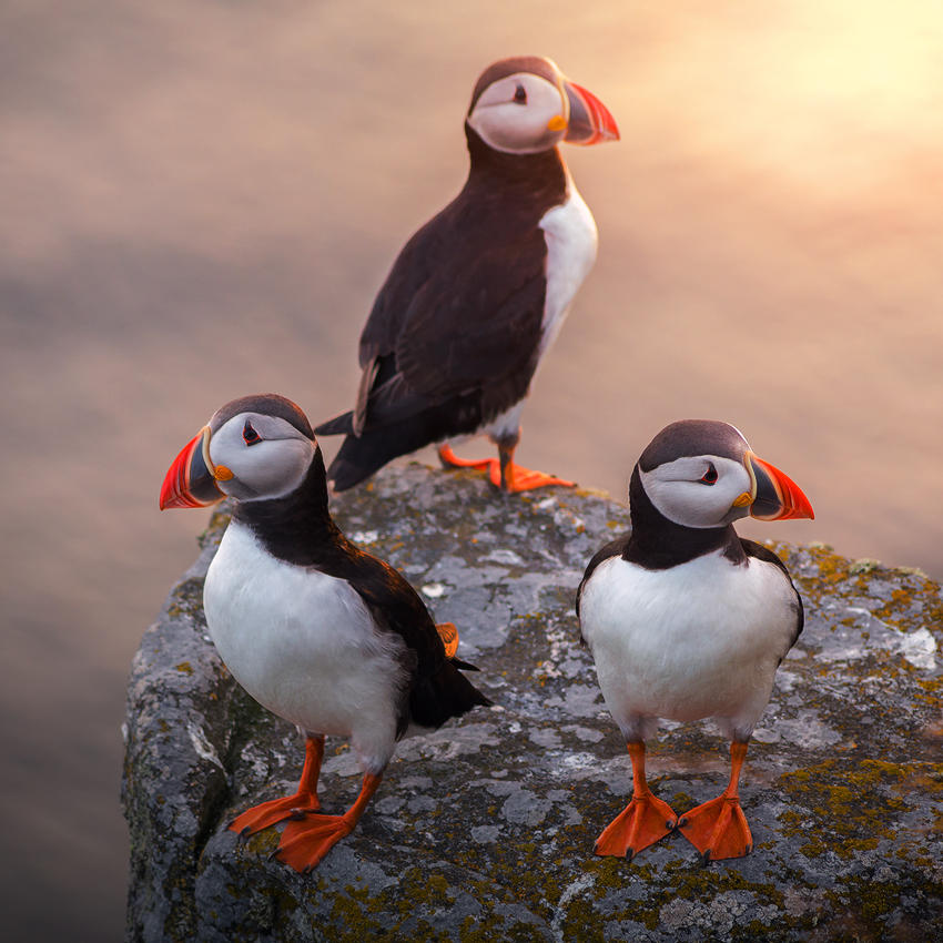 A Puffin Party